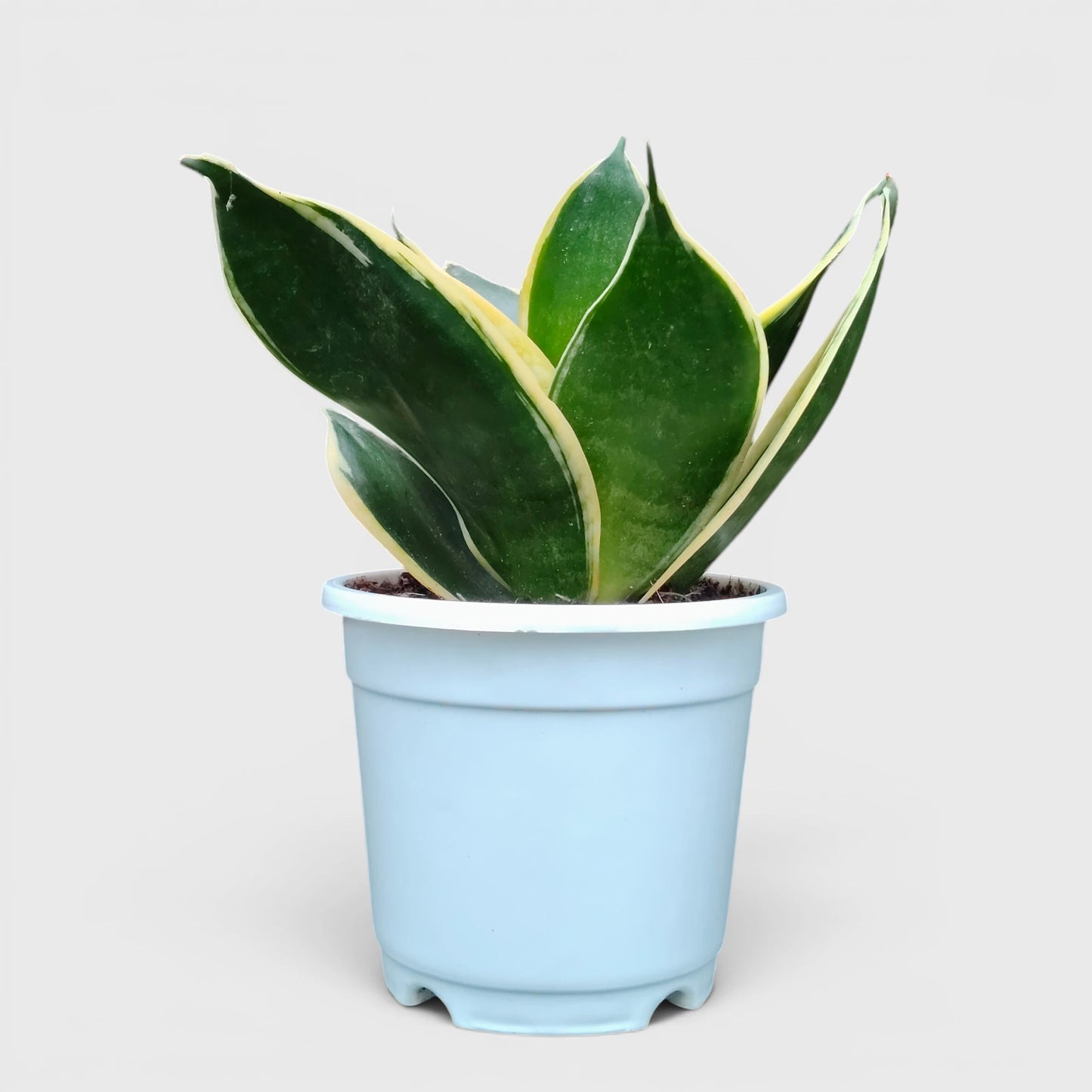 Golden variegated snake plant with yellow leaf margins