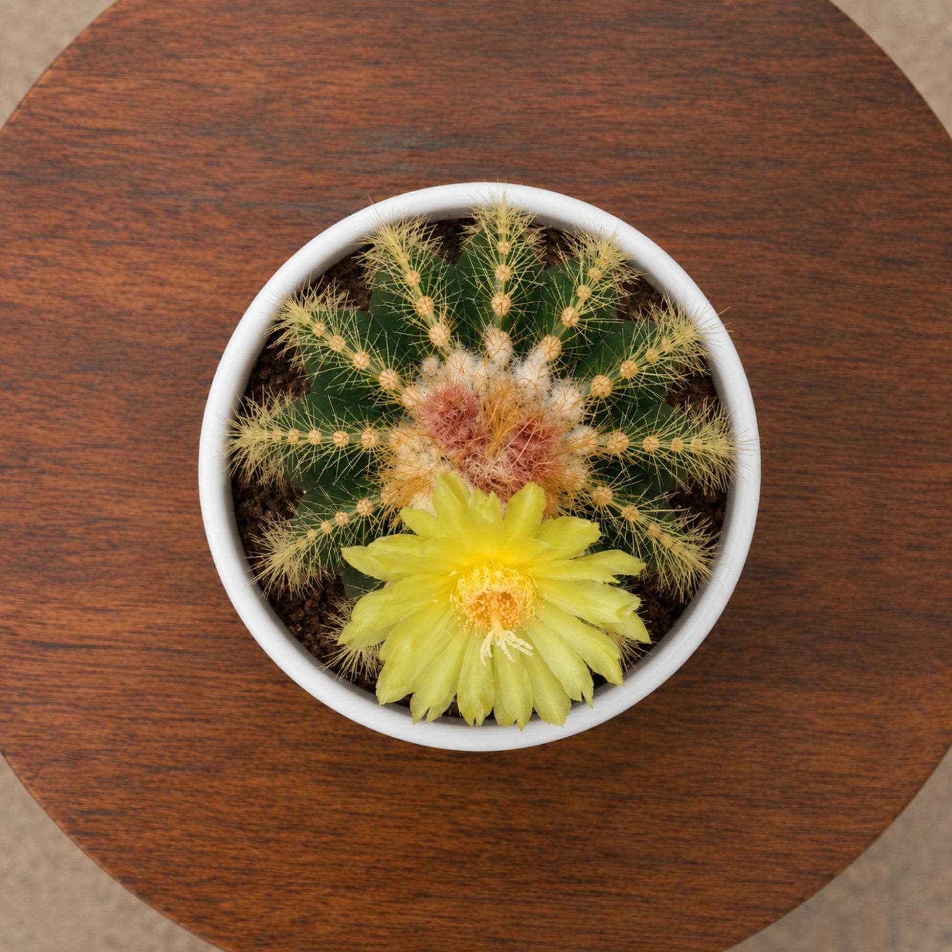 Large Parodia Leninghausii | Mature Flowering Golden Cactus Specimen