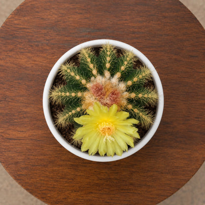 Large Parodia Leninghausii | Mature Flowering Golden Cactus Specimen