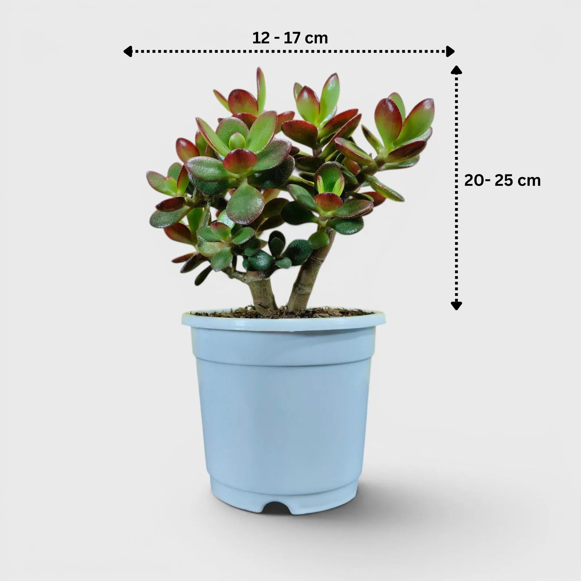 Green Golden Crassula Ovata – Big Size Bushy 5 to 6 Branched Money Jade Plant for Home & Office | Bare Rooted