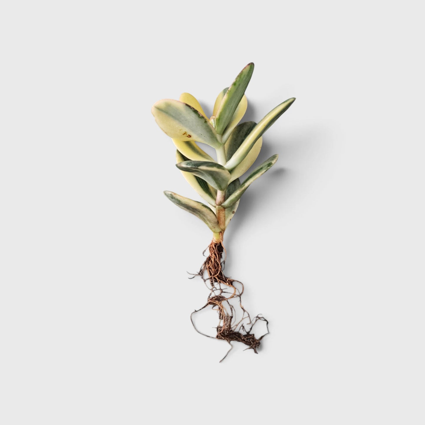 Golden Crassula Ovata Variegated Hummel's Sunset (Good Luck Vastu Plant) Jade Plant