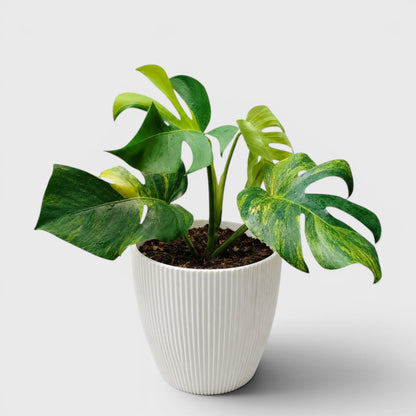 Rare Monstera Aurea Variegated | Premium Variegated Monstera Live Plant