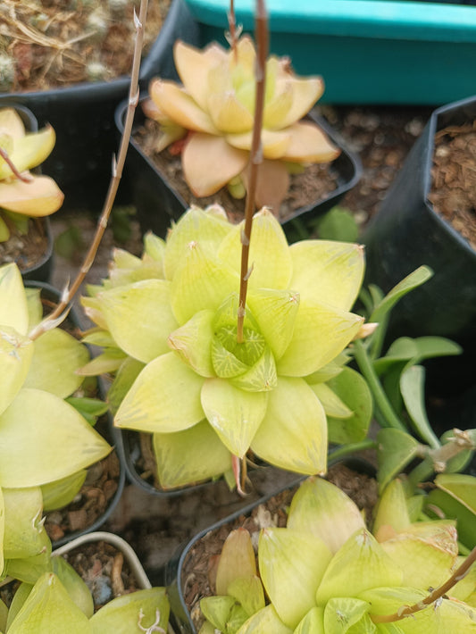 Golden Yellow Haworthia Cymbiformis :Elevate Your Collection with Frek! - My Store
