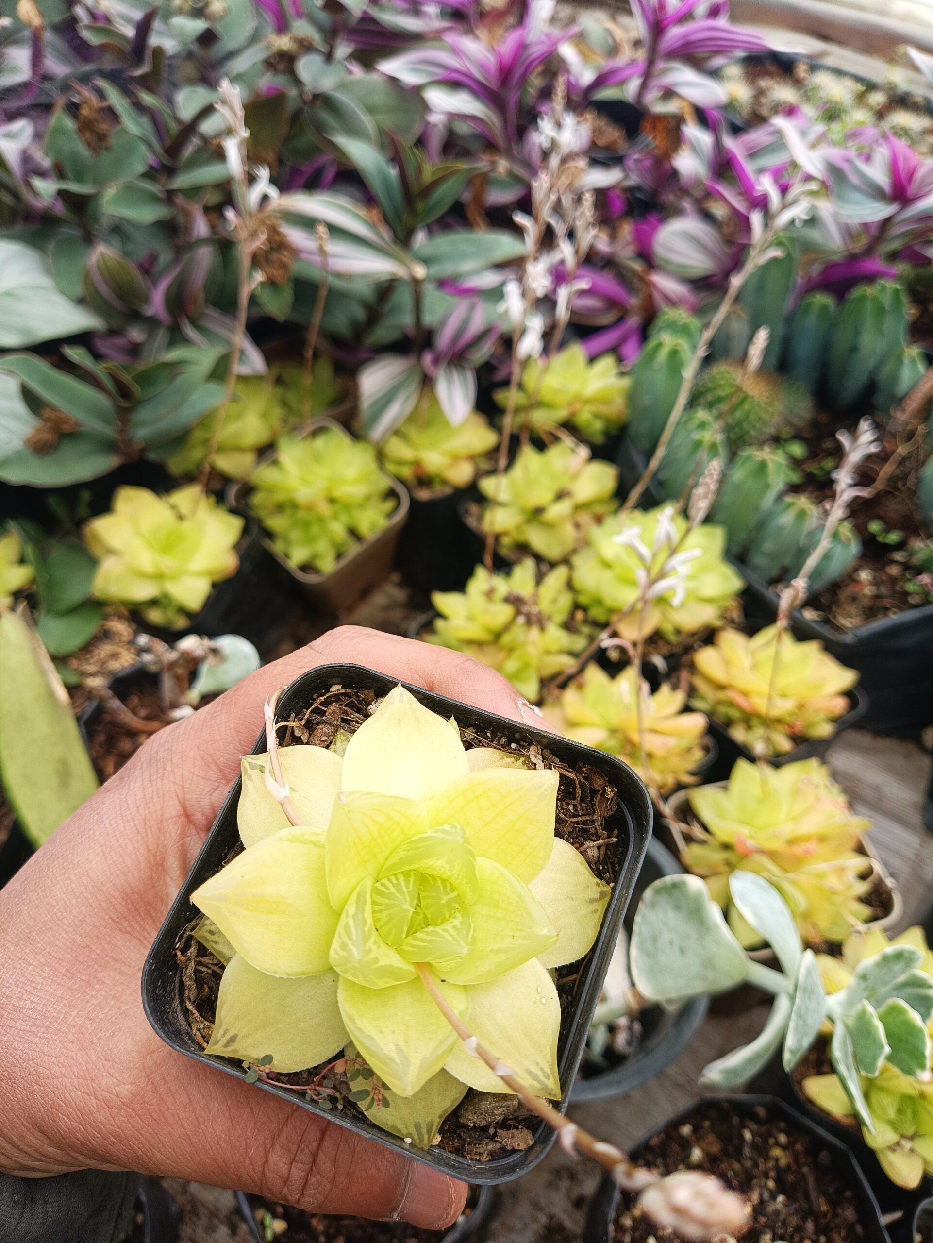 Golden Yellow Haworthia Cymbiformis :Elevate Your Collection with Frek! - My Store