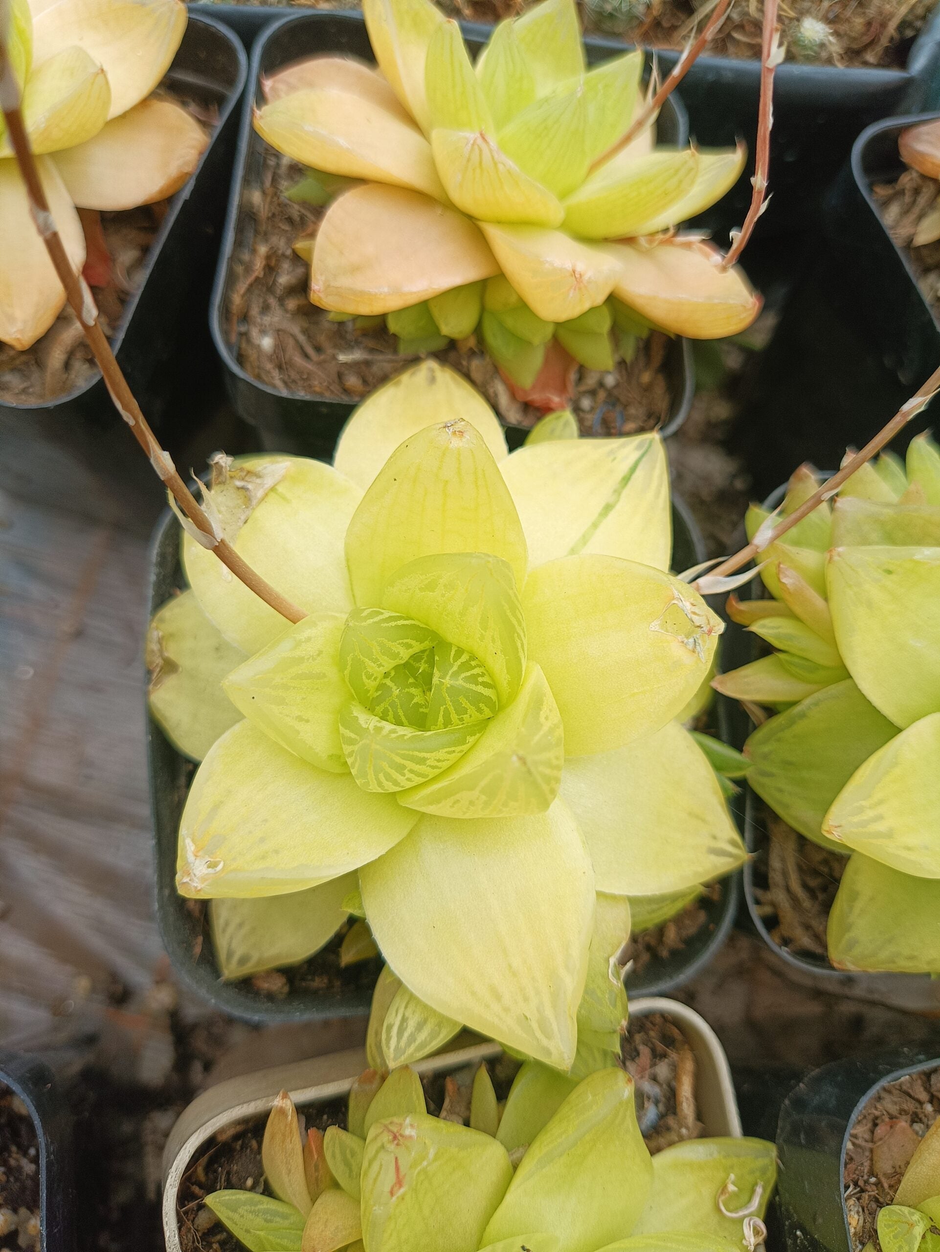 Golden Yellow Haworthia Cymbiformis :Elevate Your Collection with Frek! - My Store