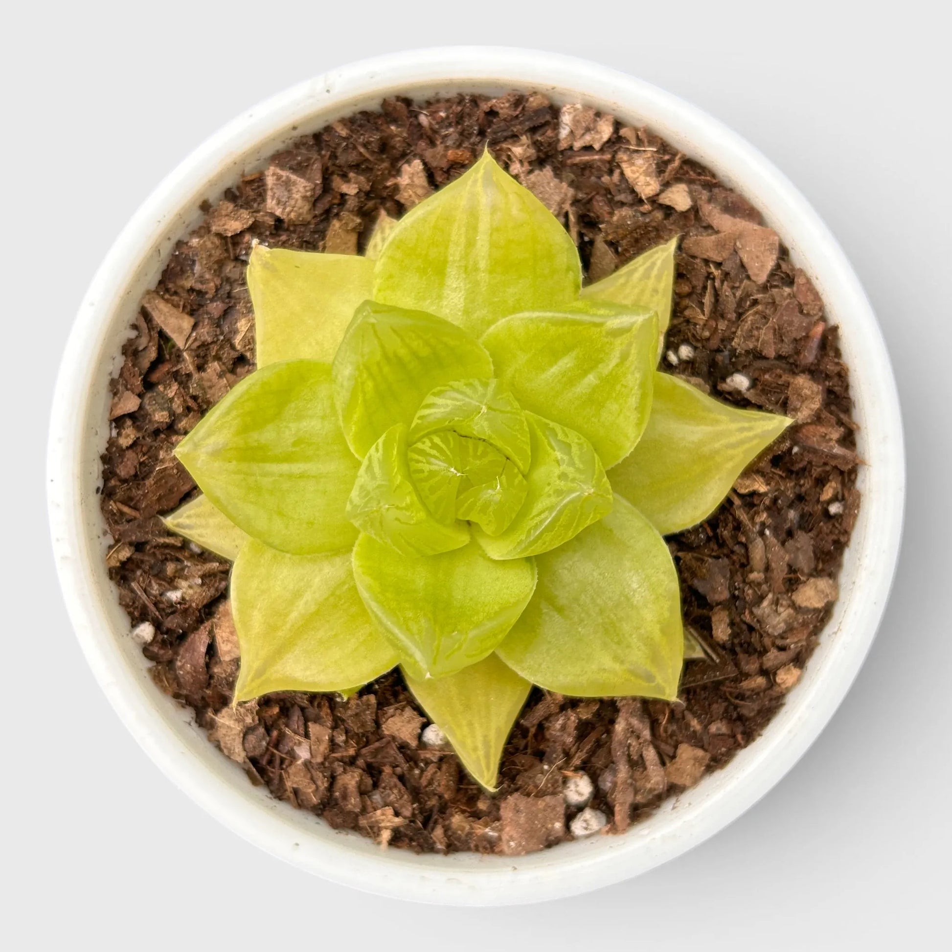 Golden Yellow Haworthia Cymbiformis Rare Variegated Succulent Plant | Perfect for Indoor Collections | Bare Rooted