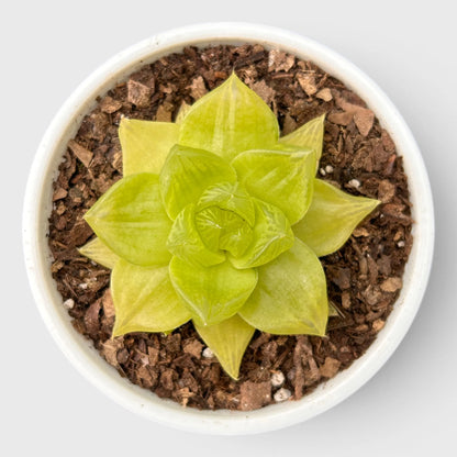 Golden Yellow Haworthia Cymbiformis Rare Variegated Succulent Plant | Perfect for Indoor Collections | Bare Rooted