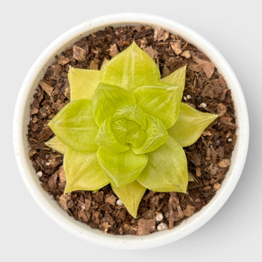 Golden Yellow Haworthia Cymbiformis Rare Variegated Succulent Plant | Perfect for Indoor Collections | Bare Rooted