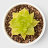 Golden Yellow Haworthia Cymbiformis Rare Variegated Succulent Plant | Perfect for Indoor Collections | Bare Rooted