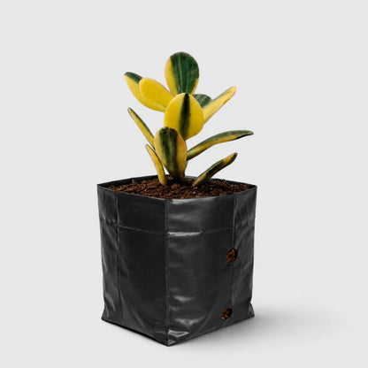 Golden Crassula Ovata Variegated Hummel's Sunset (Good Luck Vastu Plant) Jade Plant