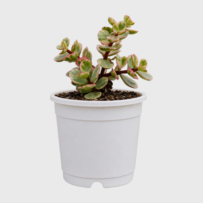 Lucky Jade Plant Combo Set of 4 Mature Plants | Vastu Lucky Plants Collection