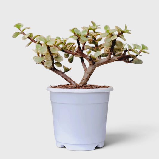 Good Luck Mini Jade Plant – Big Size Variegated Jade Bonsai