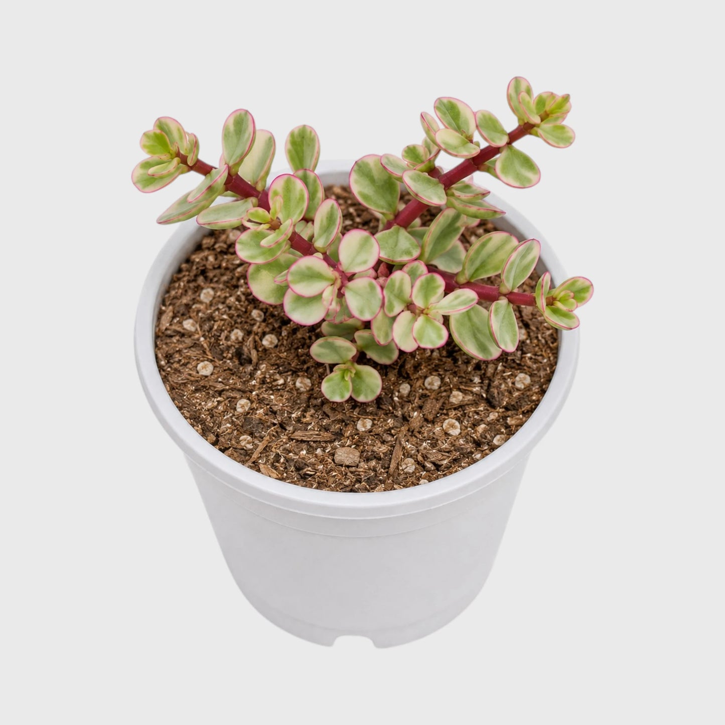 Good Luck Mini Jade Plant (Portulacaria Afra Variegated)
