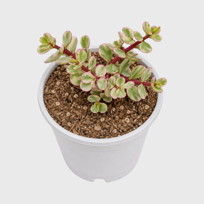 Good Luck Mini Jade Plant (Portulacaria Afra Variegated)