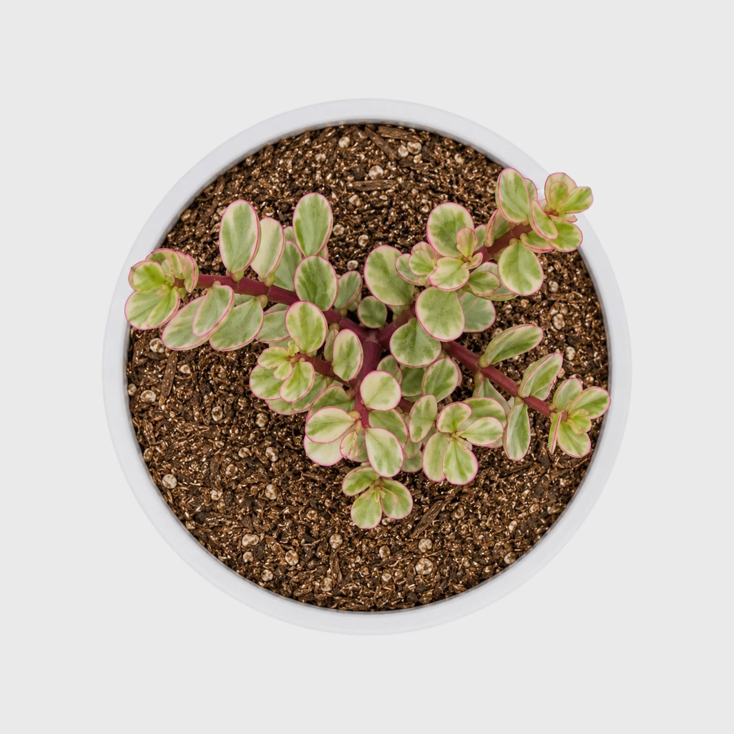 Good Luck Mini Jade Plant (Portulacaria Afra Variegated)