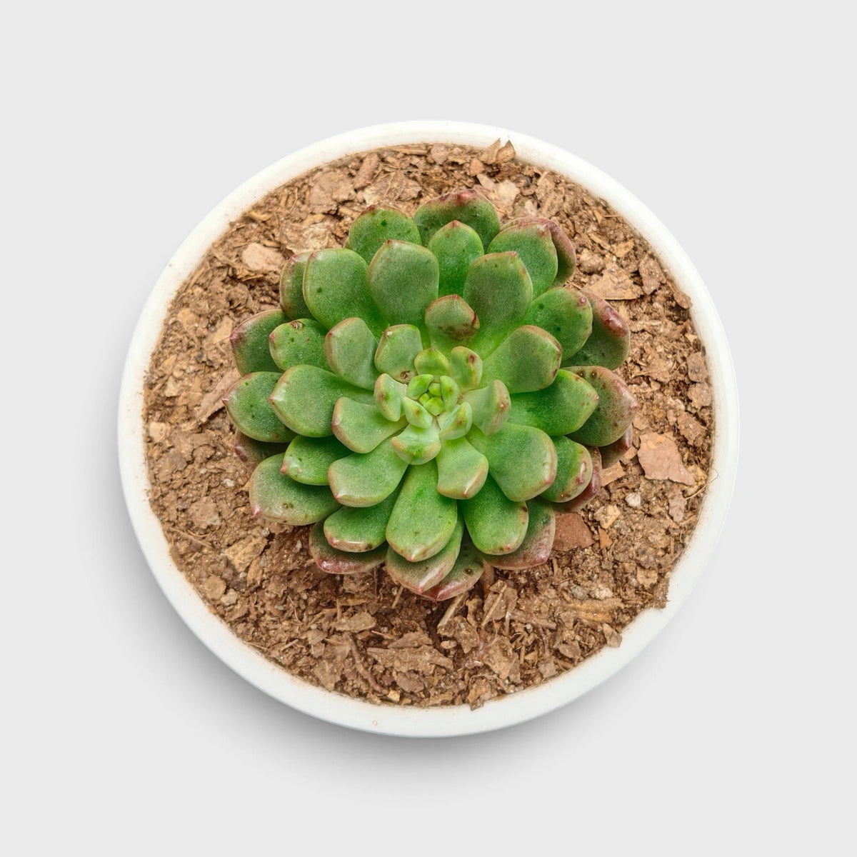 Graptoveria 'Bashful' Rosy Cheeks Succulent Plant
