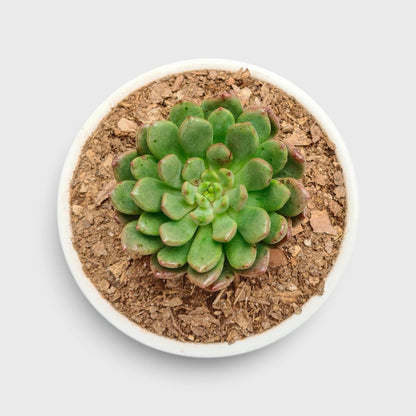 Graptoveria 'Bashful' Rosy Cheeks Succulent Plant