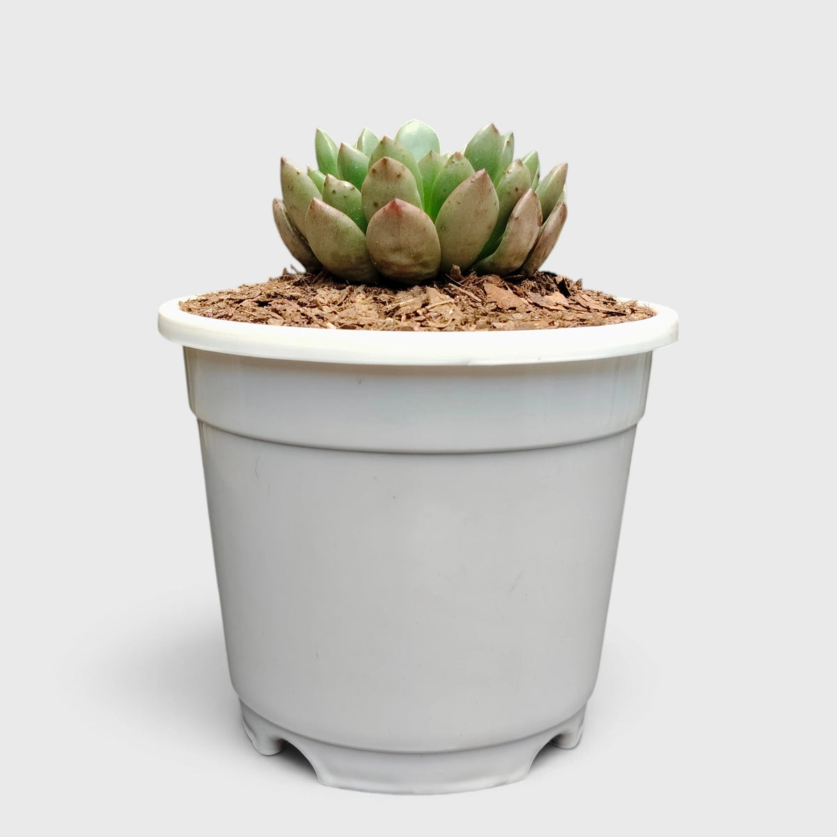 Graptoveria 'Bashful' Rosy Cheeks Succulent Plant
