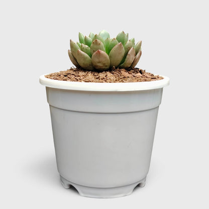 Graptoveria 'Bashful' Rosy Cheeks Succulent Plant