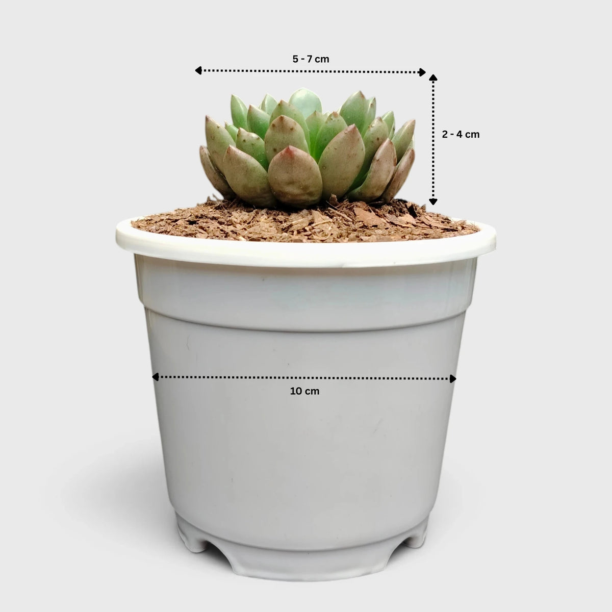 Graptoveria 'Bashful' Rosy Cheeks Succulent Plant