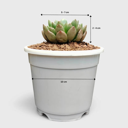 Graptoveria 'Bashful' Rosy Cheeks Succulent Plant