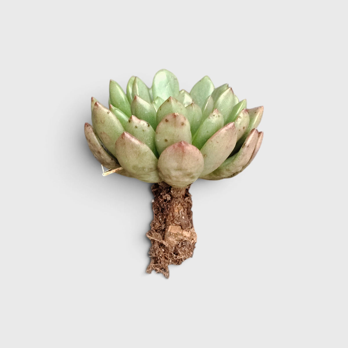 Graptoveria 'Bashful' Rosy Cheeks Succulent Plant