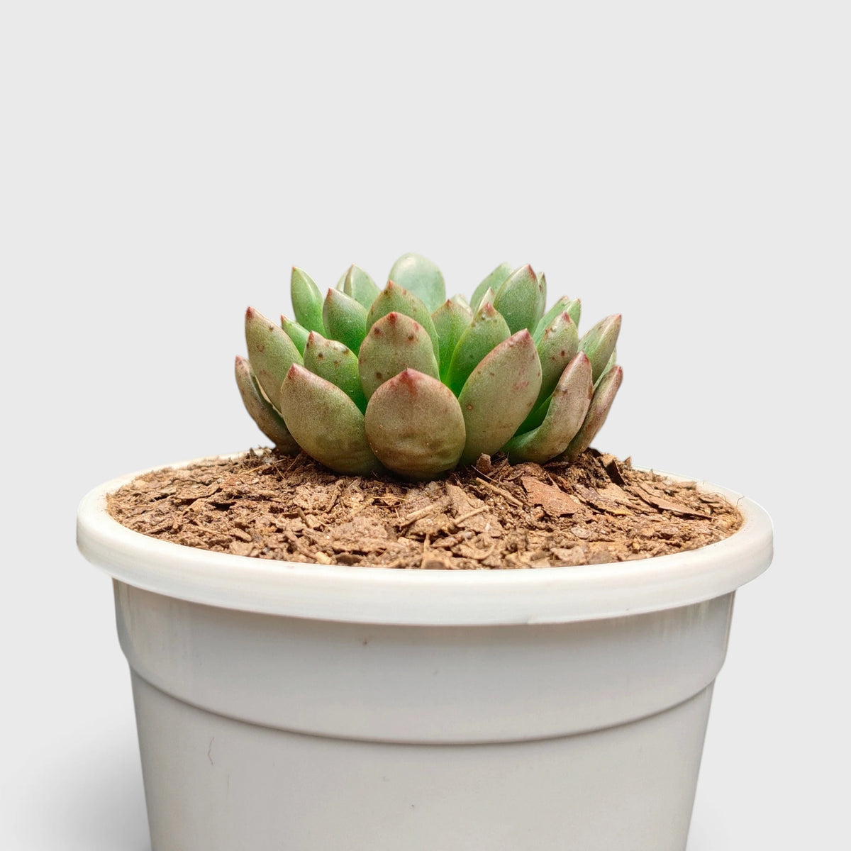 Graptoveria 'Bashful' Rosy Cheeks Succulent Plant