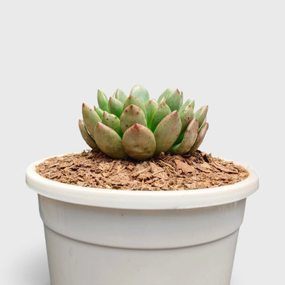Graptoveria 'Bashful' Rosy Cheeks Succulent Plant