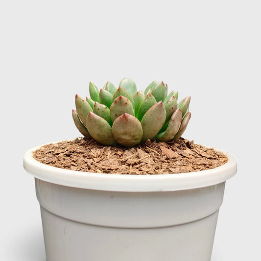 Graptoveria 'Bashful' Rosy Cheeks Succulent Plant
