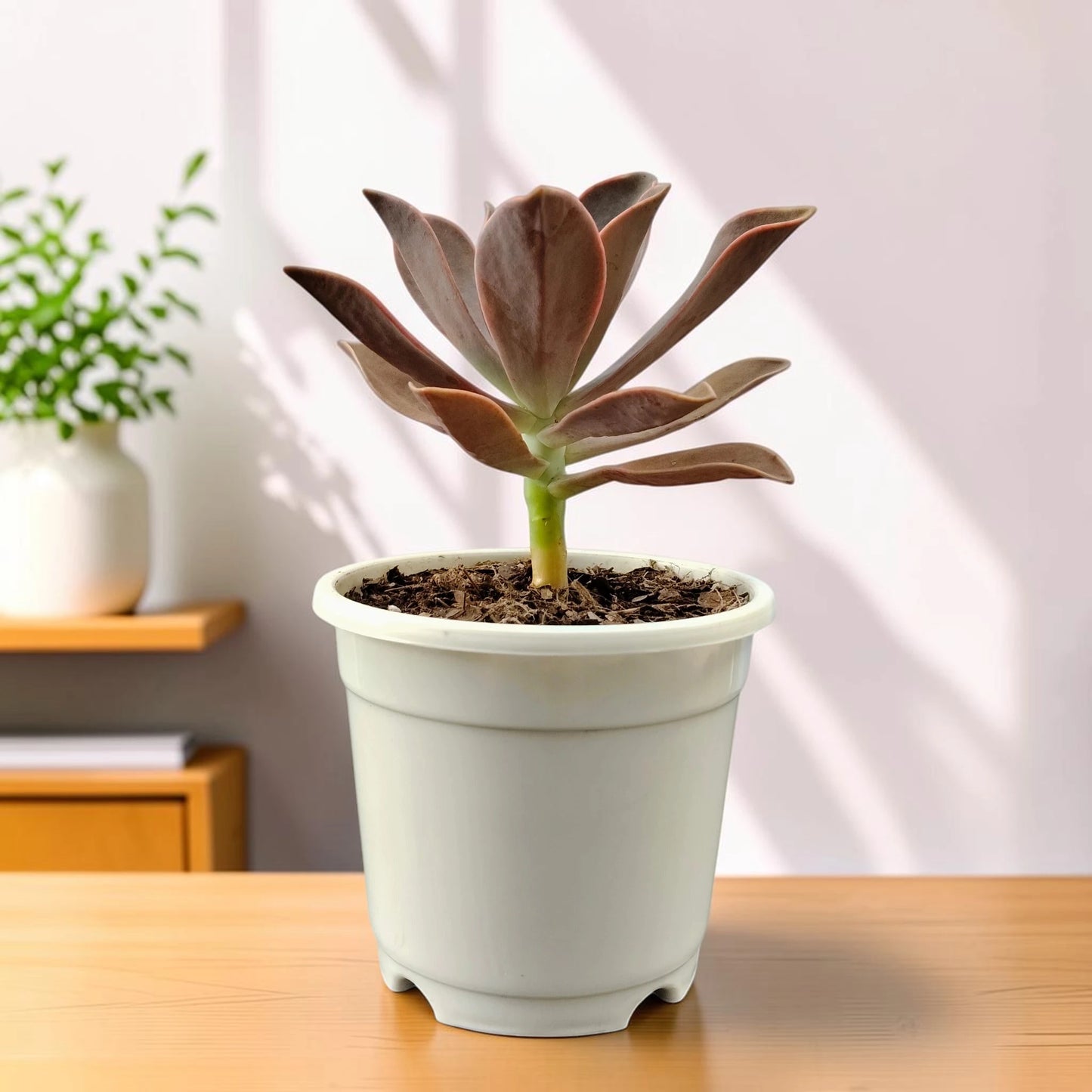 Graptoveria 'Fred Ives' – Color-Changing Rosette Succulent Indoor Plant
