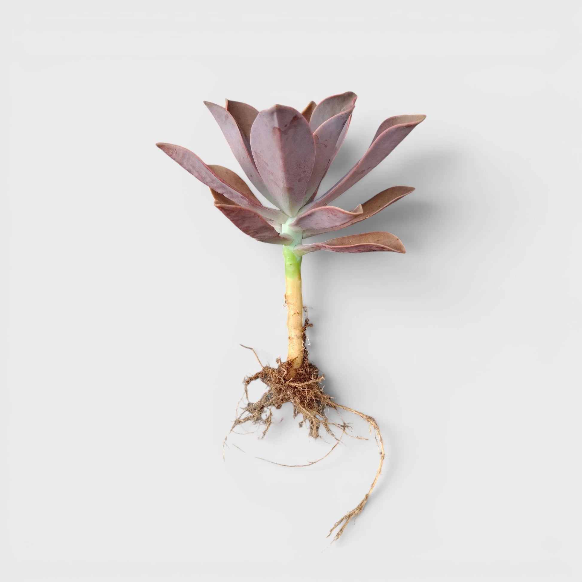Graptoveria 'Fred Ives' – Color-Changing Rosette Succulent Indoor Plant