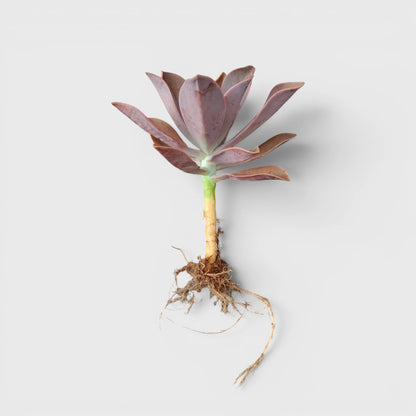 Graptoveria 'Fred Ives' – Color-Changing Rosette Succulent Indoor Plant