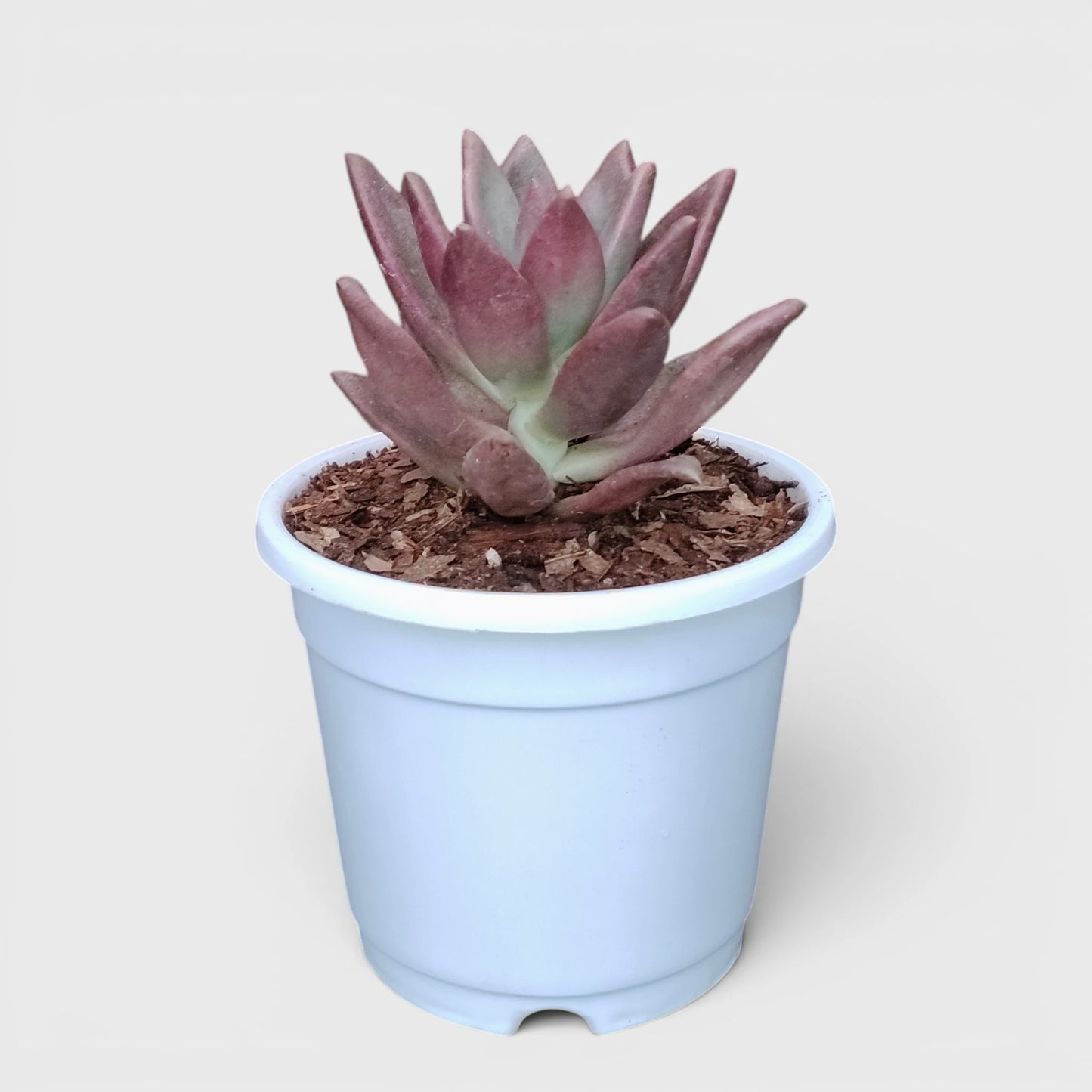 Graptoveria Ruby Donna | Rare Ruby Red Succulent Live Plant