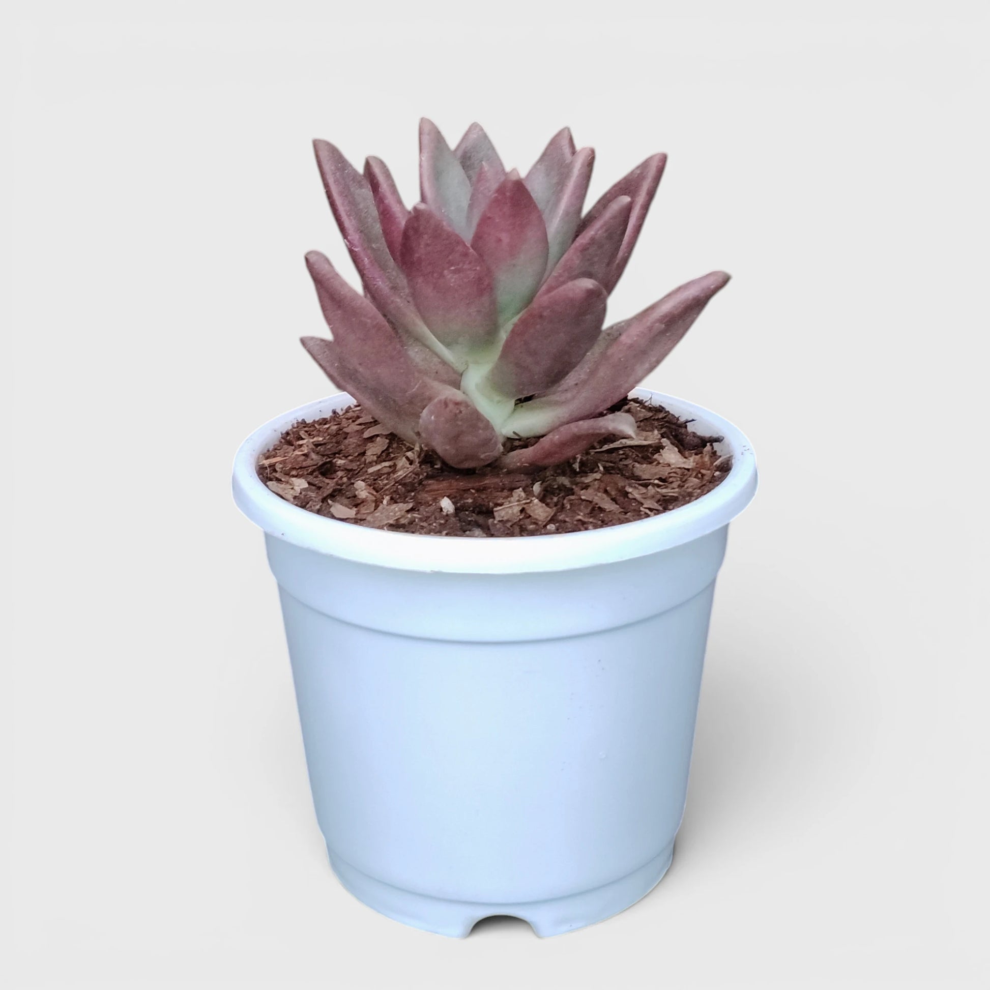 Graptoveria Ruby Donna | Rare Ruby Red Succulent Live Plant