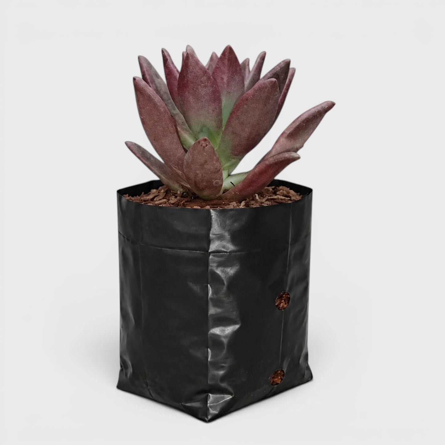 Graptoveria Ruby Donna | Rare Ruby Red Succulent Live Plant