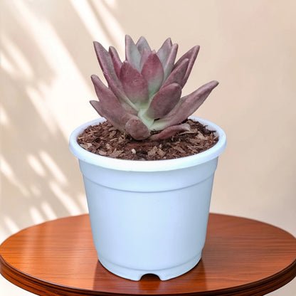 Graptoveria Ruby Donna | Rare Ruby Red Succulent Live Plant
