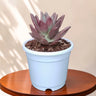 Graptoveria Ruby Donna | Rare Ruby Red Succulent Live Plant