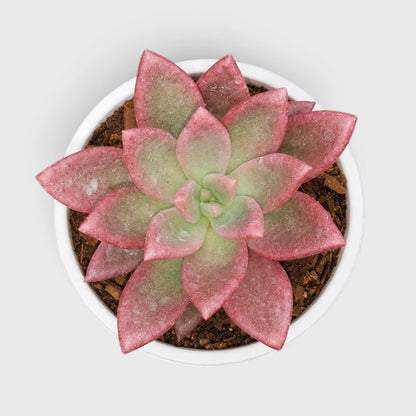 4 Different Succulent Plants Combo | Laxmi Kamal, Crassula & Graptoveria