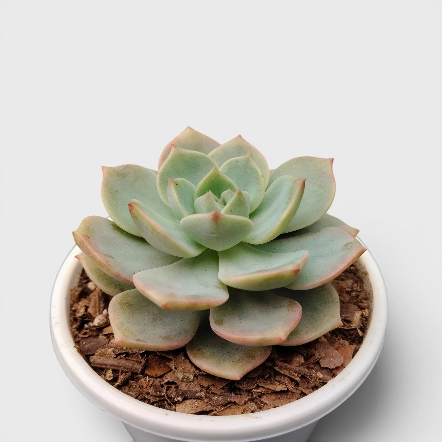 Graptoveria Titubans: Enhance Your Space with the Perfect Succulent for Home, Office, and Garden – Bare-Rooted