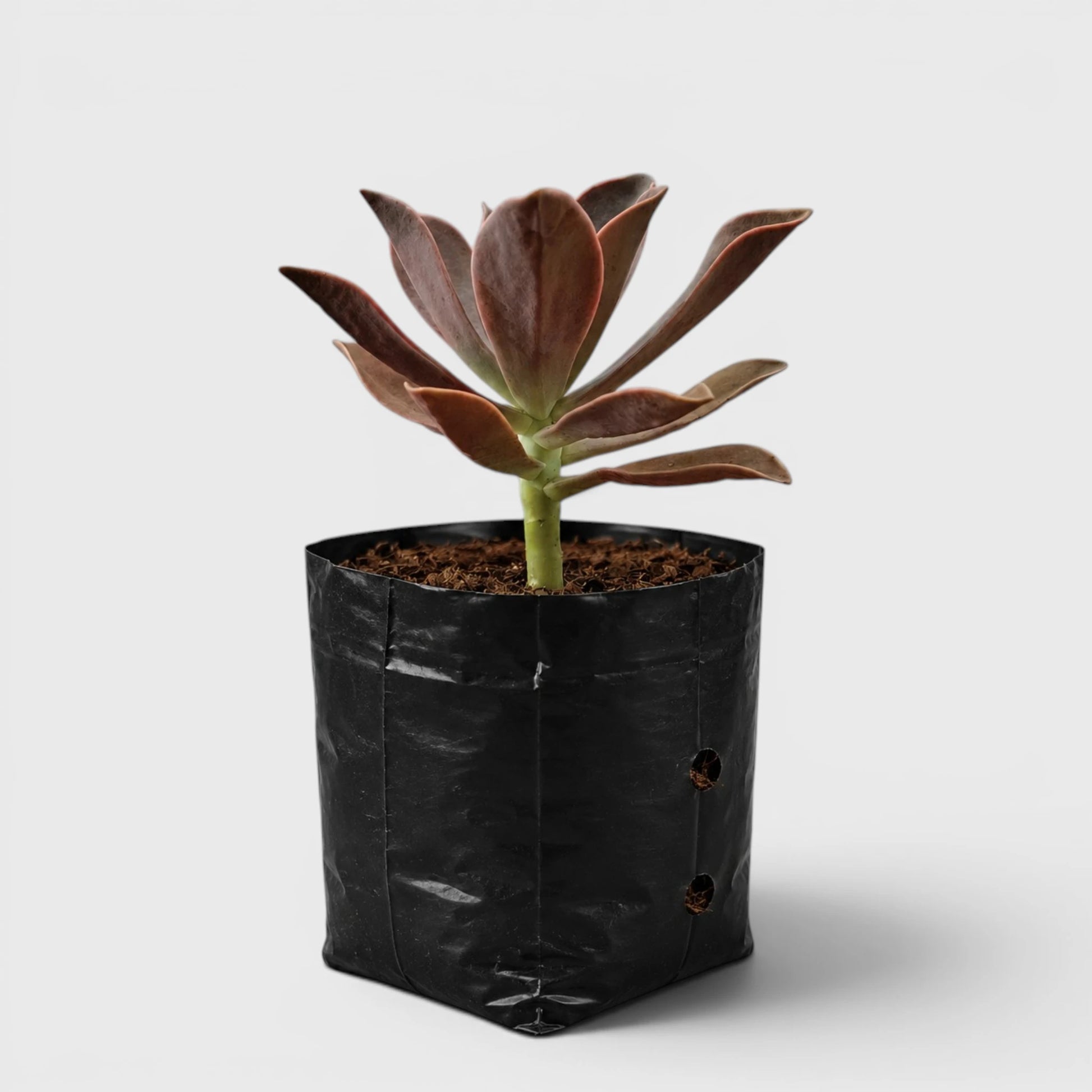 Graptoveria 'Fred Ives' – Color-Changing Rosette Succulent Indoor Plant