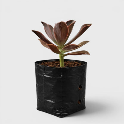Graptoveria 'Fred Ives' – Color-Changing Rosette Succulent Indoor Plant