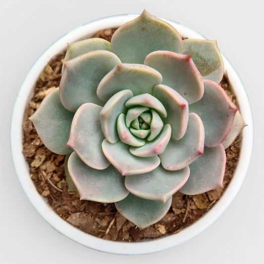 Graptoveria Titubans: Enhance Your Space with the Perfect Succulent for Home, Office, and Garden – Bare-Rooted