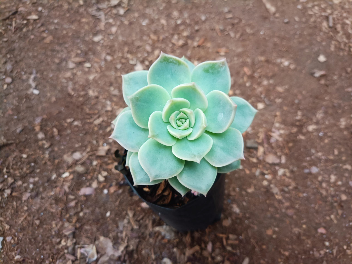 Graptoveria Titubans: Enhance Your Space with the Perfect Succulent for Home, Office, and Garden - My Store