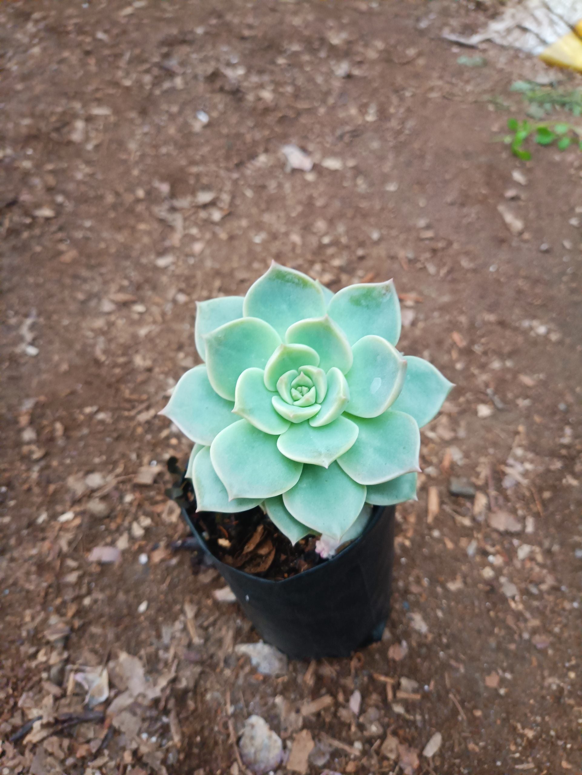 Graptoveria Titubans: Enhance Your Space with the Perfect Succulent for Home, Office, and Garden - My Store