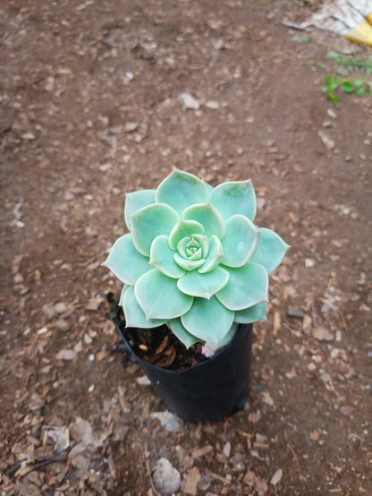 Graptoveria Titubans: Enhance Your Space with the Perfect Succulent for Home, Office, and Garden - My Store