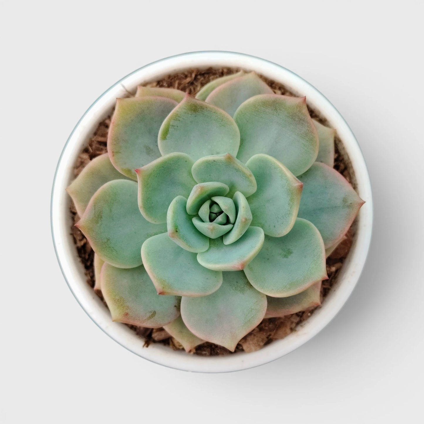 Graptoveria Titubans: Enhance Your Space with the Perfect Succulent for Home, Office, and Garden – Bare-Rooted