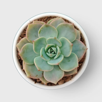 Graptoveria Titubans: Enhance Your Space with the Perfect Succulent for Home, Office, and Garden – Bare-Rooted