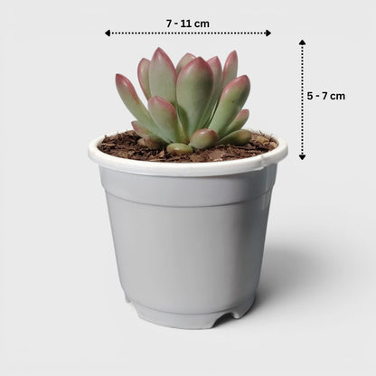 Graptoveria Torres – Rare Rosette Succulent | Compact Indoor Plant | Bare Rooted