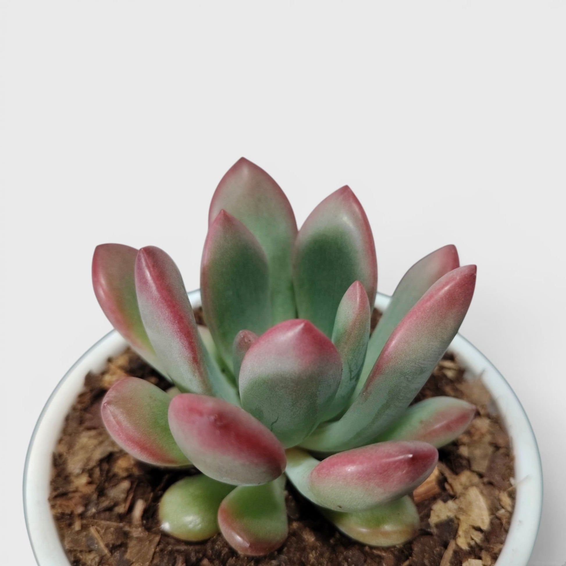 Graptoveria Torres – Rare Rosette Succulent | Compact Indoor Plant | Bare Rooted