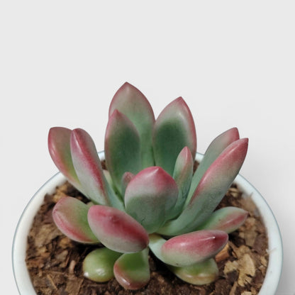 Graptoveria Torres – Rare Rosette Succulent | Compact Indoor Plant | Bare Rooted